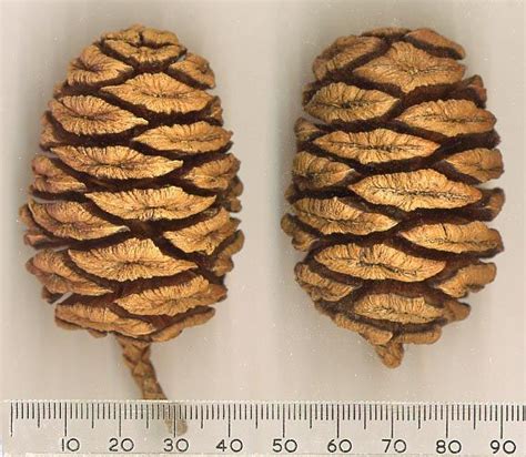 Seed dispersal is an attempt to find better conditions for. Giant Sequoia cones | Sequoiadendron giganteum, Cactus ...