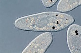 Paramecium Protozoa Photograph by Gerd Guenther/science Photo Library