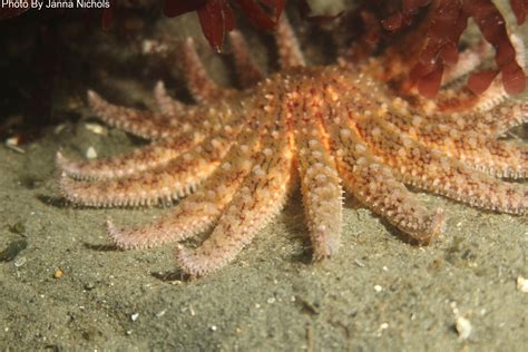 Sea Star Listed As Critically Endangered Following Research