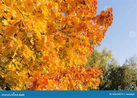 Maple Branches With Autumn Leaves Against Of Sky And Trees Stock Image