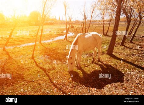 Horse Eating Grass In Golden Sunrise At Holy Fish Pond Shey Monastery