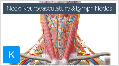 Neurovasculature And Lymph Nodes Of The Neck Preview