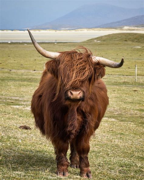 Highland Cattle Horns Livestock Cattle