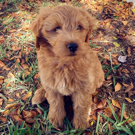 These are examples of the color ranges of our mini goldendoodle puppies for sale, from past litters. Goldendoodle Puppies, Miniature Goldendoodles ...