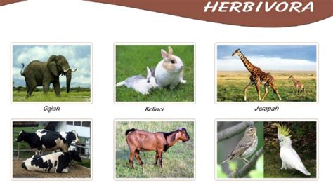 Penggolongan Hewan Berdasarkan Jenis Makanannya (Herbivora, Karnivora, Omnivora)
