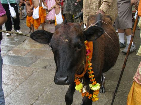 Discover The Incredible Gaijatra Festival Of Nepal Funeral Zone