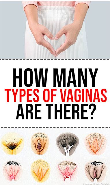 Types Of Vagina Vagina Types Different Vagina Vagina For Sexiezpix Web Porn