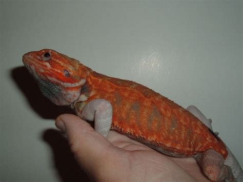 Hypo Trans Italian Leatherbackparadox Lines Central Bearded Dragon By