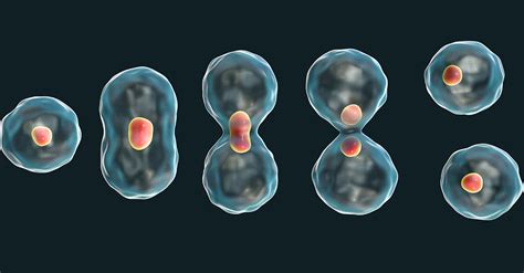 Why Do Cells Divide