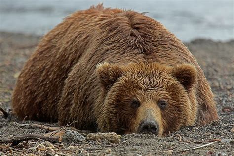 Russian Bears Ferocious Animals From Kamchatka Animals Bear