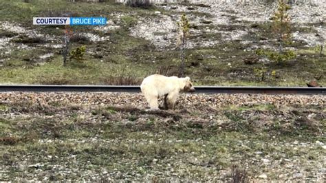 White Grizzly Bear Spotted In Banff National Park Ctv News