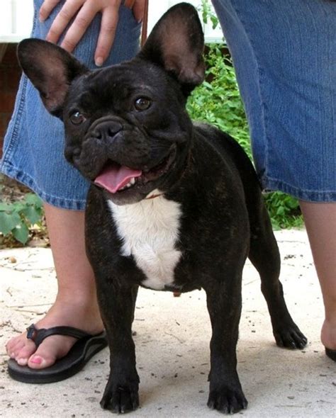 Despite what its name may imply, the french bulldog was developed in england. French Bulldog Puppies - French Bulldog Breeders - AKC ...