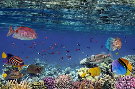 Colorful Reef Underwater Landscape Photograph By Vlad61 Pixels