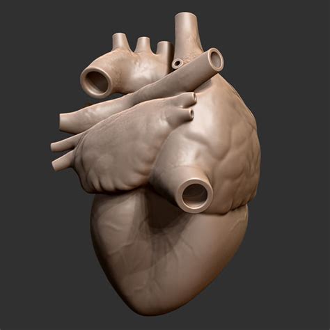 Printable Accurate Human Heart 3d Model 3d Printable Obj