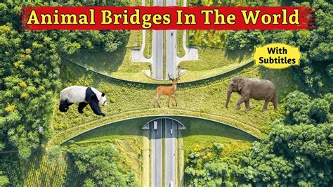 Animal Crossings Wildlife Crossings Bridges For Animals Animal