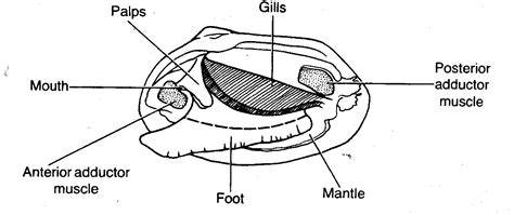 Clam Dissection