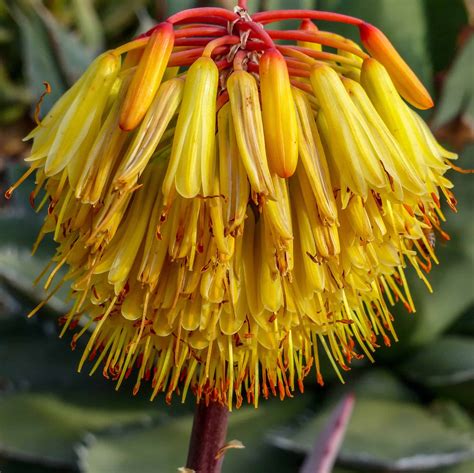 Aloes Aloe Excelsa