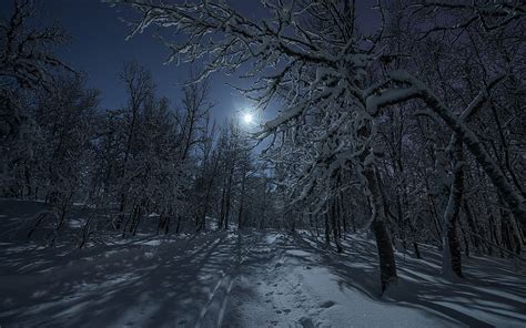 Night In Winter Forest