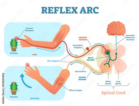 Spinal Reflex Arc Anatomical Scheme Vector Illustration With Spinal