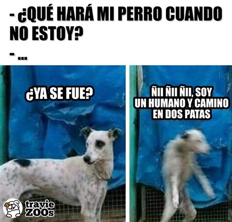 Esto Es Lo Que Hace Tu Perro Cuando Te Vas Memes De Perros Chistosos