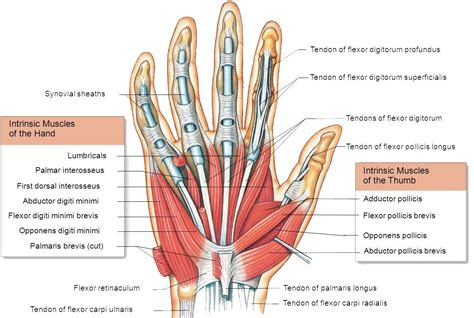 Hand Muscles Attachment Nerve Supply And Action Hand Anatomy Nerve