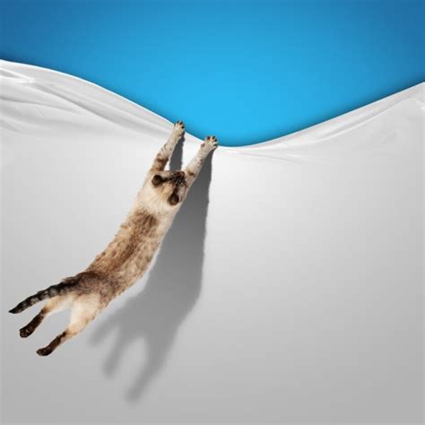 Cat Jump Stock Photos Royalty Free Cat Jump Images Depositphotos