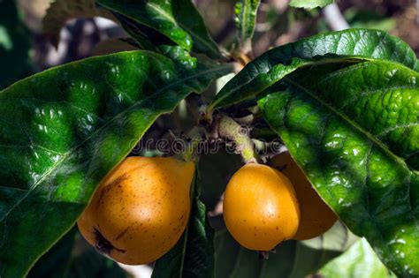 The Ripe Fruit Loquat On The Tree Sunny Day Stock Image Image Of