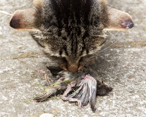 N'awwwdon't forget to subscribe for more awesome vids. Bird-Murdering Cat « Inhabitat - Green Design, Innovation ...