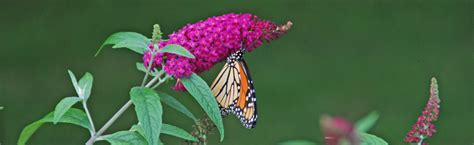 Growing Butterfly Bush In Wisconsin Melinda Myers