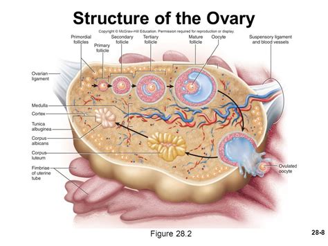 Pin By Amber Keeney On Bio Human Anatomy Systems Human Anatomy And