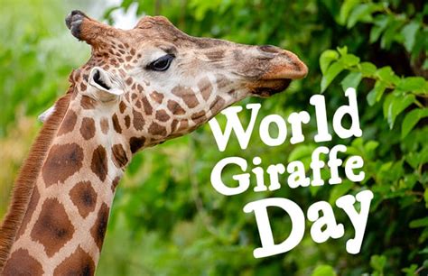 World Giraffe Day Adelaide Zoo