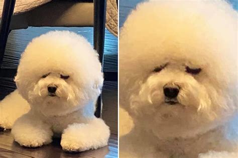 15 Dog Posts From This Week That Are Just Honestly Very Important