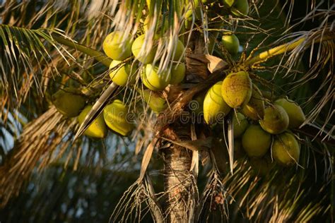 A Group Of Coconuts Growing On A Palm Tree Stock Photo Image Of