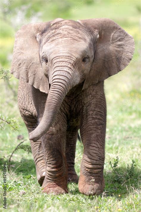 Cute Baby Elephant Calf In This Portrait Image From South Africa Photos