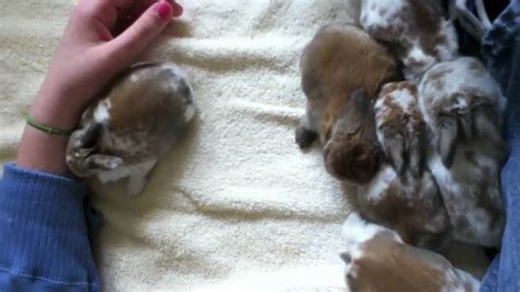 Cute Baby Bunnies Holland Lop Youtube