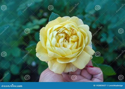 Beautiful Flower Yellow Roses Yellow Roses On A Bush In A Garden Stock