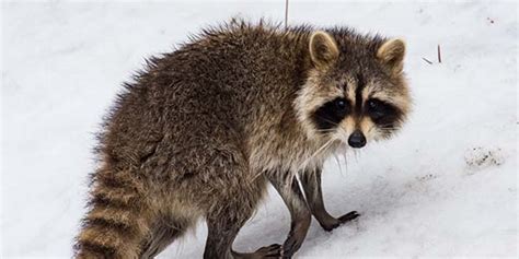 Where Do Raccoons Go In Winter Aaac Wildlife Removal