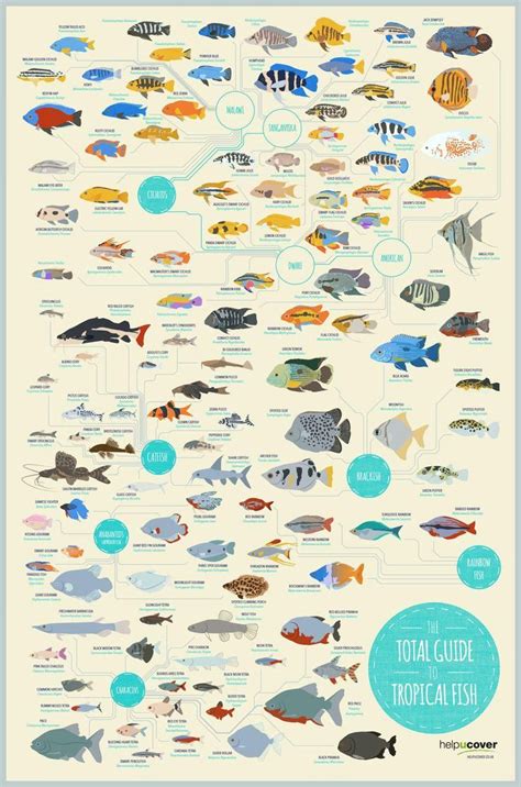 Saltwater Aquarium Fish Compatibility Chart Fish Infographic