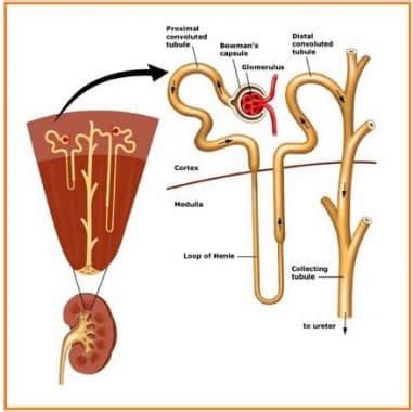 Nefron adalah unit fungsional terkecil dari ginjal yang terdiri atas tubulus kontortus proximal, tubulus kelenjar ini bertanggung jawab pada pengaturan respon stress pada sintesis kortikosteroid dan. Gambar Struktur Nefron Pada Ginjal Manusia