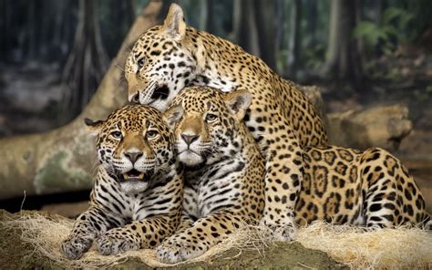 Tropical Rainforest Thinglink Jaguar Animal