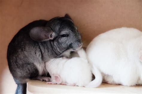 How To Take Care Of A Pregnant Chinchilla Madie Lessard