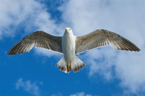 White Bird Flying Under The Blue And White Sky During Daytime · Free
