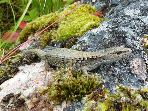 Northern Alligator Lizard Elgaria Coerulea Idaho Fish And Game