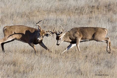 Whitetail Bucks Fighting Whitetail Deer Whitetail Deer Fighting