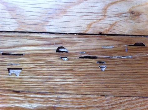 How To Treat Termites In Wood Floor Best Ways