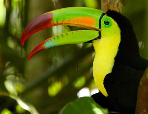 The Flora And Fauna In Belize The Rainforest Of Belize