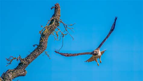 Redtail Hawk Martin Slonim Flickr