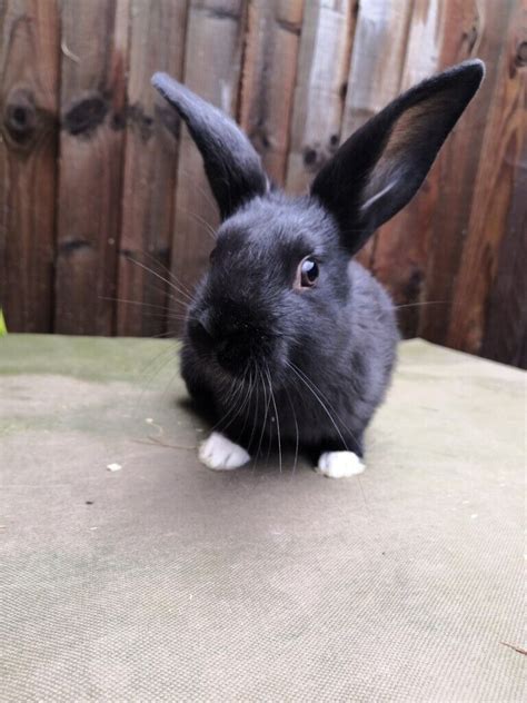 Baby Rabbits For Sale In Tonbridge Kent Gumtree