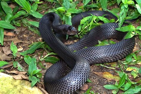 Black Pine Snake This Non Poisonous Snake Is An Endangered Species