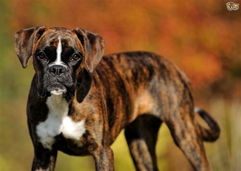 Boxer Dog Breed Facts Highlights And Buying Advice Pets4homes